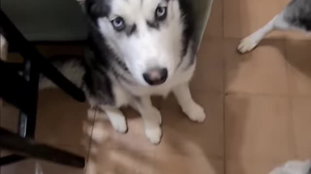 Perro huskies acusa a su cachorro de romper todo