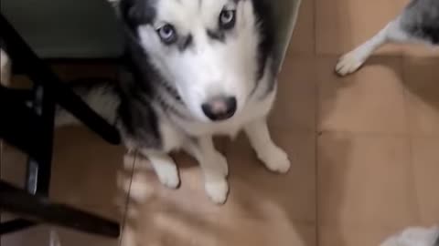 Perro huskies acusa a su cachorro de romper todo