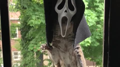 Funny animals videos 😅🤣🤣 | funny dogs and cats videos | Hilarious pet videos | funny videos