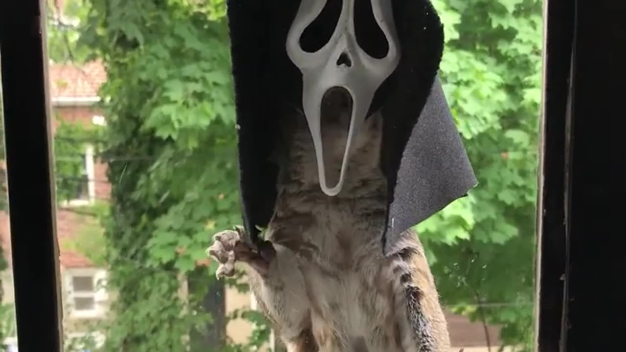 Funny animals videos 😅🤣🤣 | funny dogs and cats videos | Hilarious pet videos | funny videos