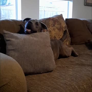 Hide and Seek With Claire Bear 🐻