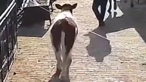 Best Funny Animal Videos 2022 - Funniest Cats And Dogs Video