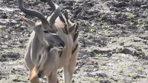 Day 13 - Grooming services provided by Oxpeckers on tick-infested animals