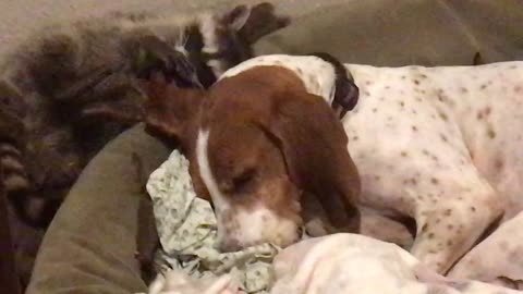 Little Raccoon Loves His Coon Dog Buddy