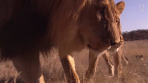 The Lion King-With Femily