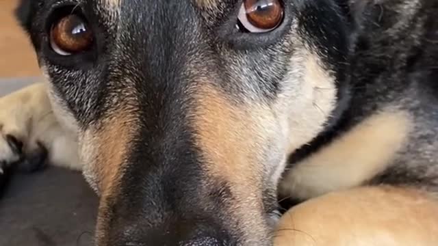 happy dog