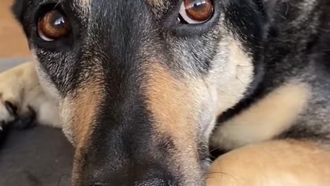happy dog