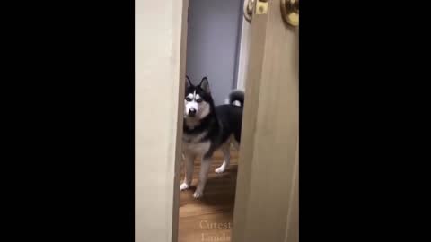 Cute Baby Animals Videos Compilation