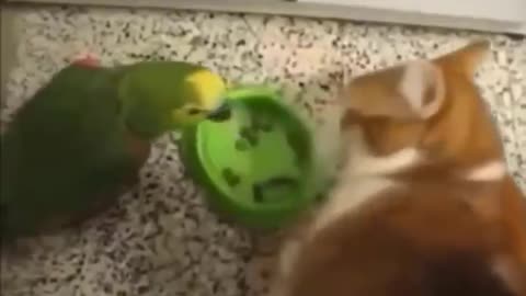 Funniest Cats