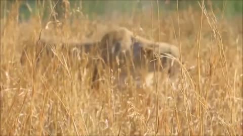Lion attack!! Zebra vs Lion.. Will the Zebra Survive?