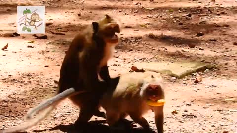 Wow Young Monkey make lough mating funny