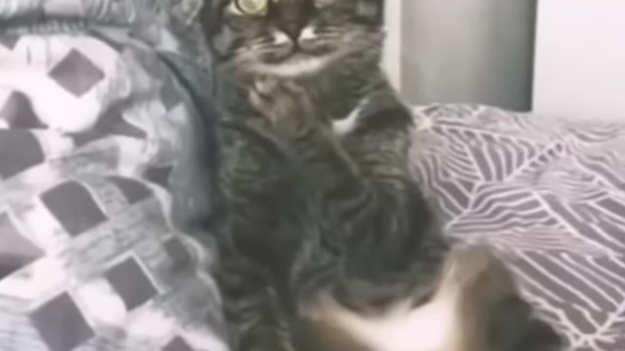 Daily life of a cat😂