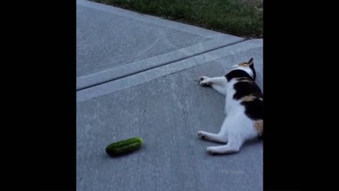 Funniest Animals - Best Of The 2022 Funny Animal Videos