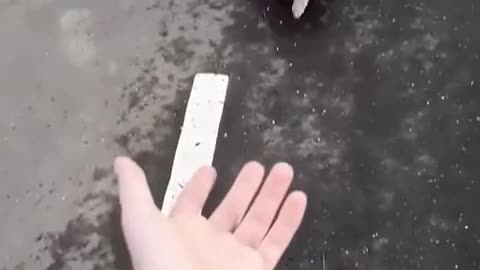 Not Your Average Dog!