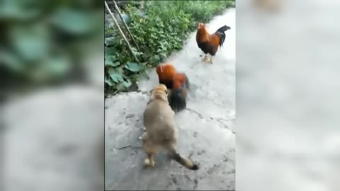 Dogs vs hen attac #dog