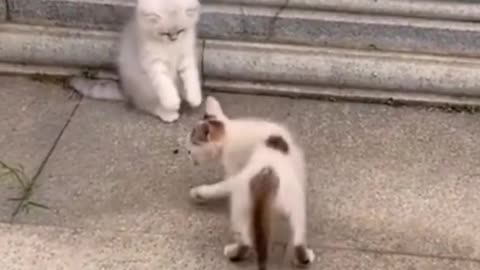 Beautiful cut video