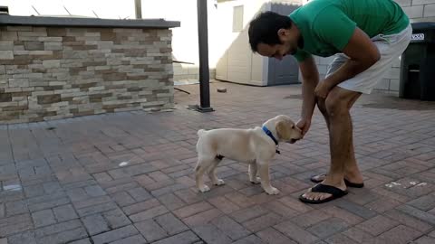 Labrador puppy learning and performing training commands