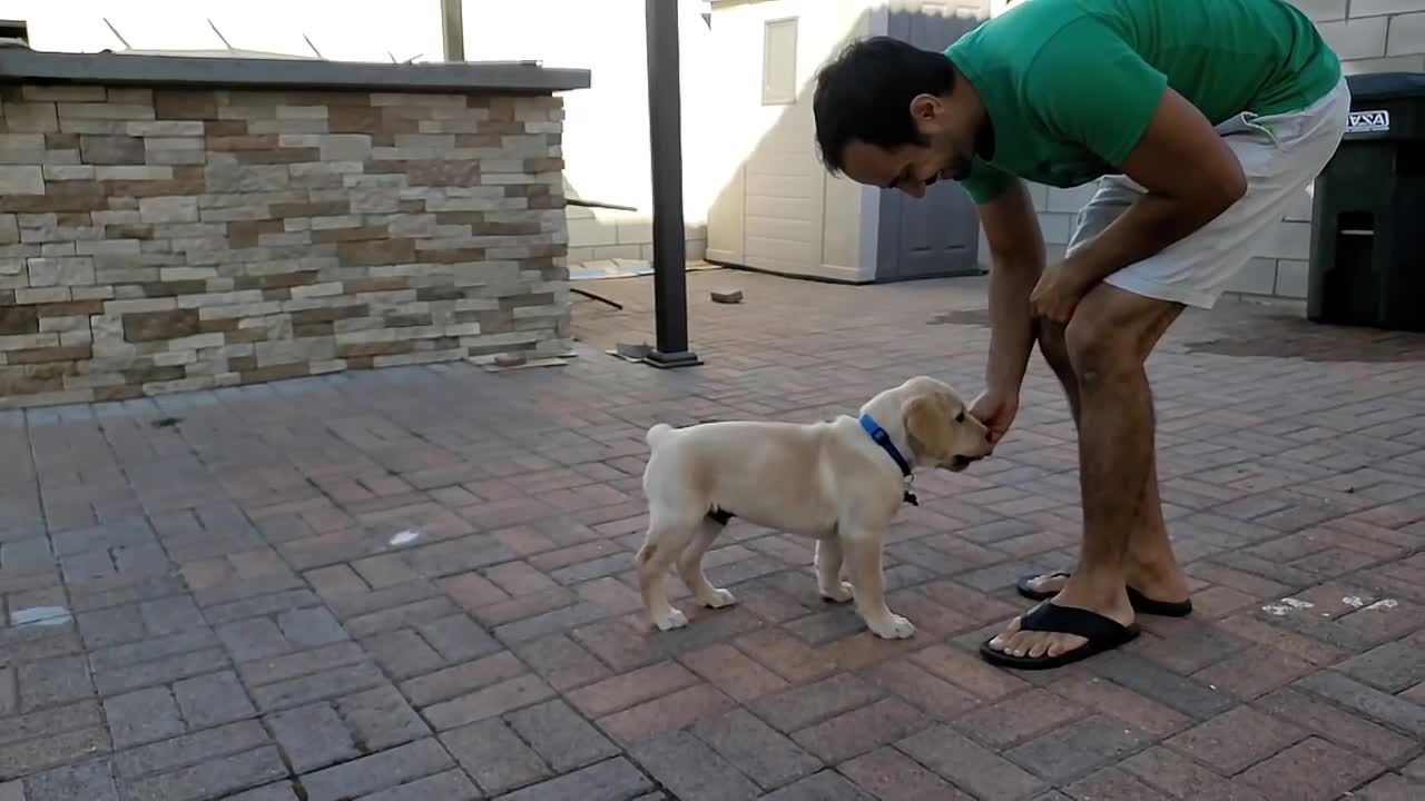 Labrador puppy learning and performing training commands