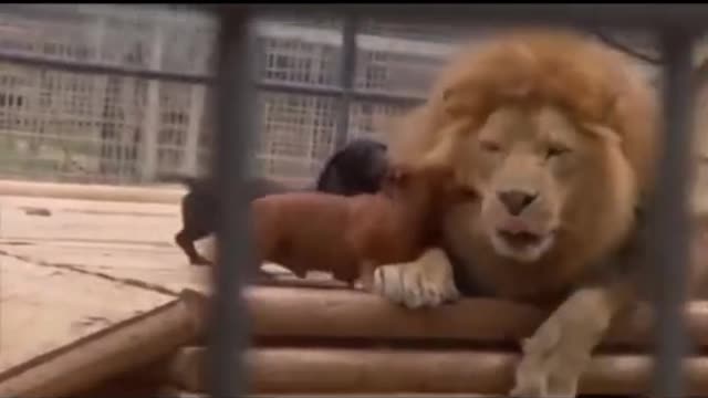 Funny and Cute compilation | Cute compilation. #shorts