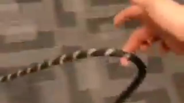 funny animals 😂 crazy animals 😱