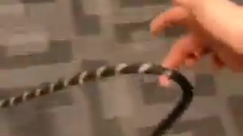 funny animals 😂 crazy animals 😱