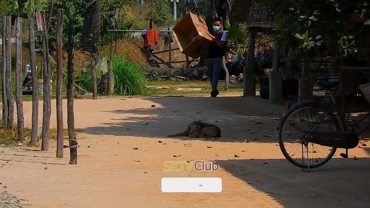 "Real Dog Unboxing Prank: Ending with a Howl! 🐶"