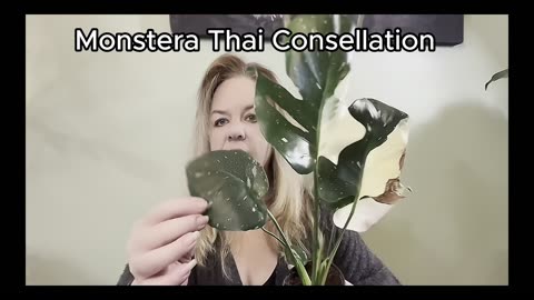 🌿🌿 Monstera Thai Constellation 💚