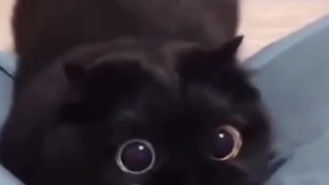 Cat comedy