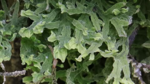 Rock Veilwort