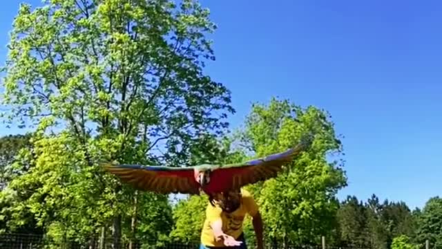 freeflight#macaw