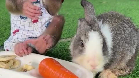 Breakfast Buddies: Monkey and Bunny Share a Meal