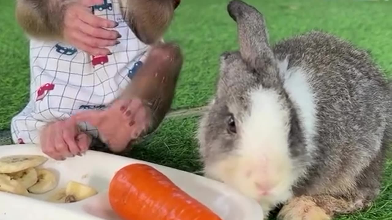 Breakfast Buddies: Monkey and Bunny Share a Meal