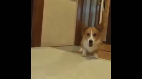 Funny Memes - Funny Animal Moment - Funny Videos - Fails of the week