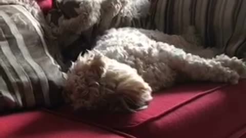 White dog laying in sofa moving around