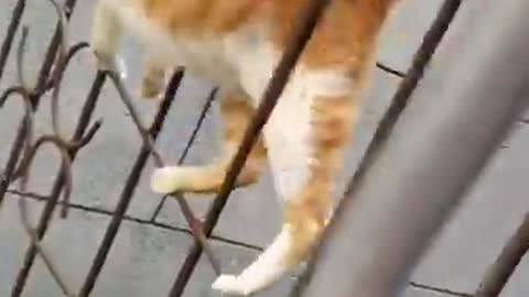 cat madness 🤣🤣