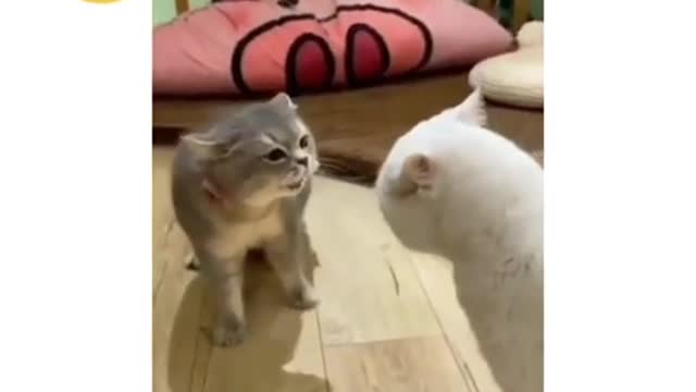 Two Cat fight