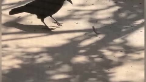 Interesting and Crazy Animal Moments Caught On Cam