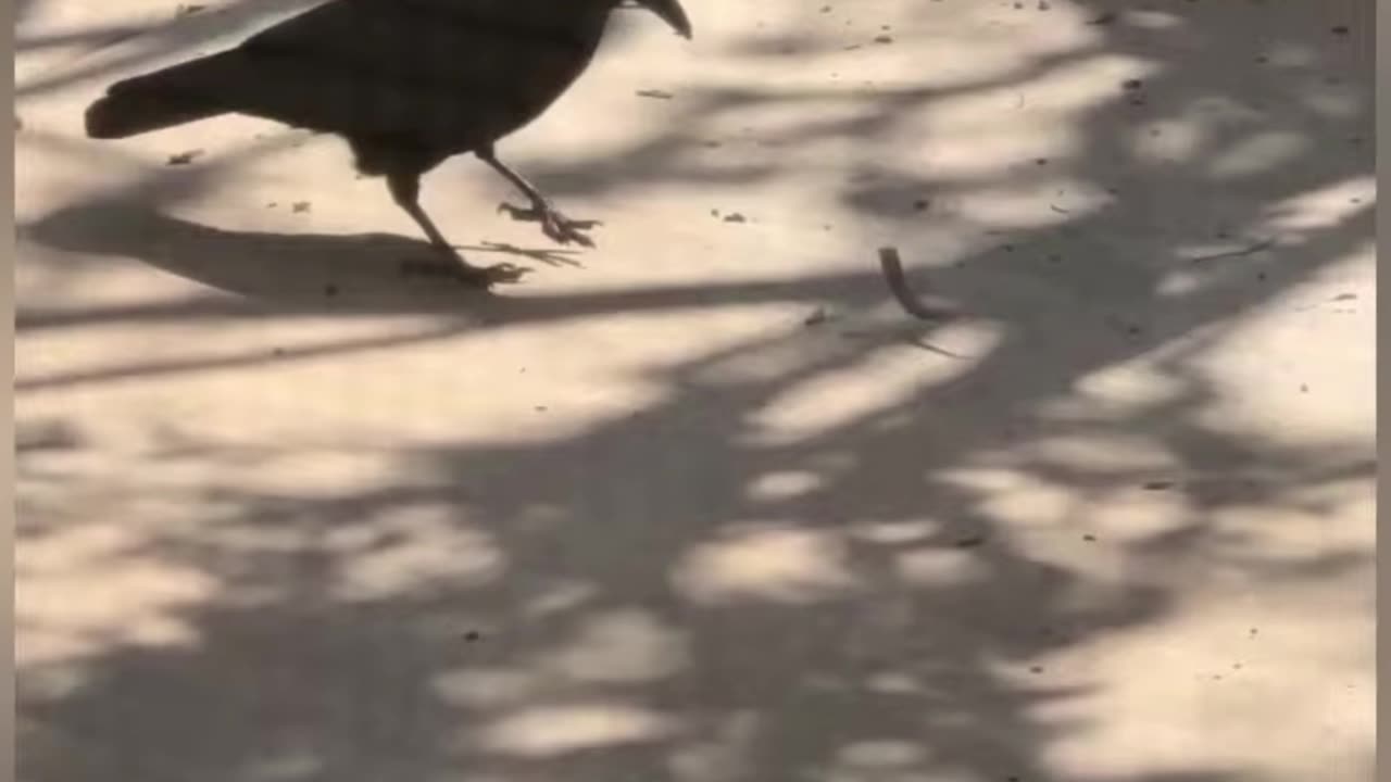 Interesting and Crazy Animal Moments Caught On Cam