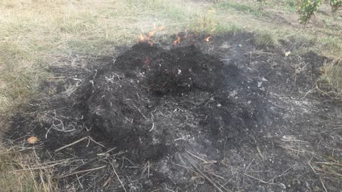 Burning old grass