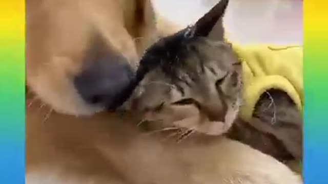 new Funny Dogs And Cats of TikTok 😮 Angry Pets Videos