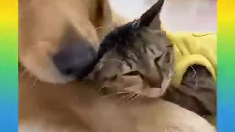 new Funny Dogs And Cats of TikTok 😮 Angry Pets Videos