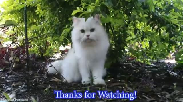 Awesome white Persian Cat with Blue Eyes. So cute Blue Eyes.