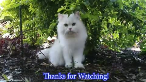 Awesome white Persian Cat with Blue Eyes. So cute Blue Eyes.
