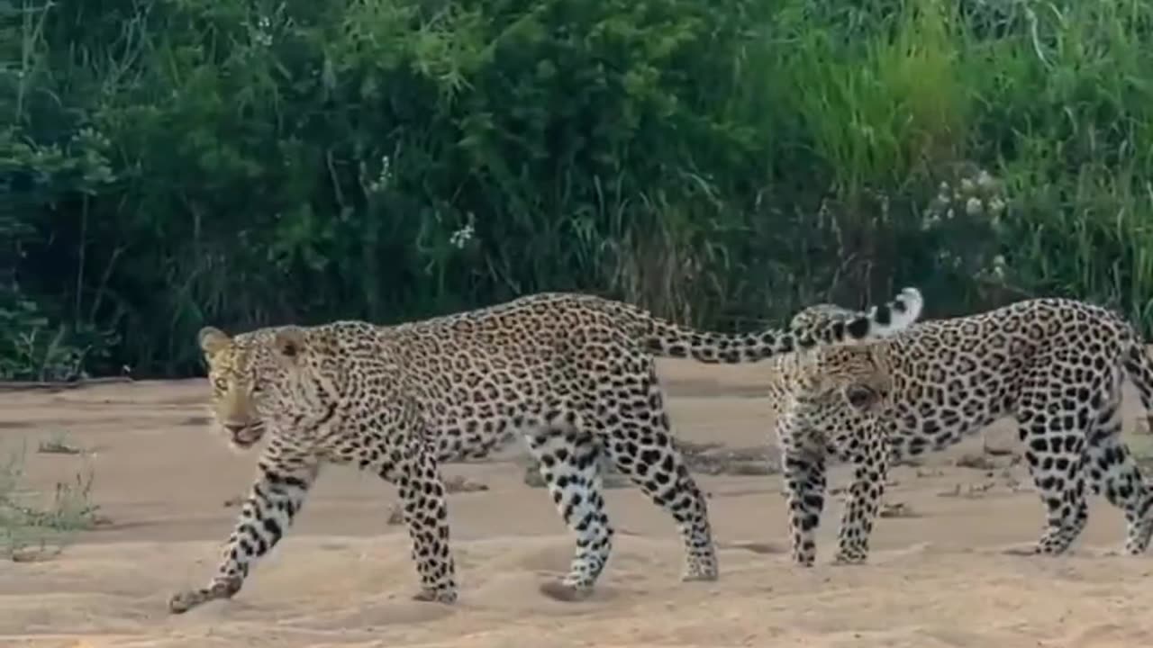 Moment on Safari with Two Leopards!