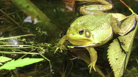 Cute And Funny Creature Of Nature