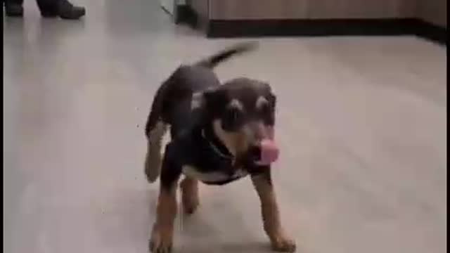 Happy dog happy dog happy dog 😂😂😍