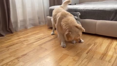 Pet Dogs Playing at Home