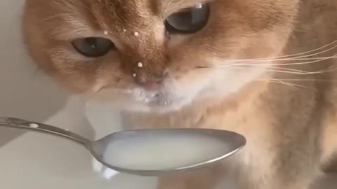 Really so cute 🙂# short # viral.!! Checkout Description