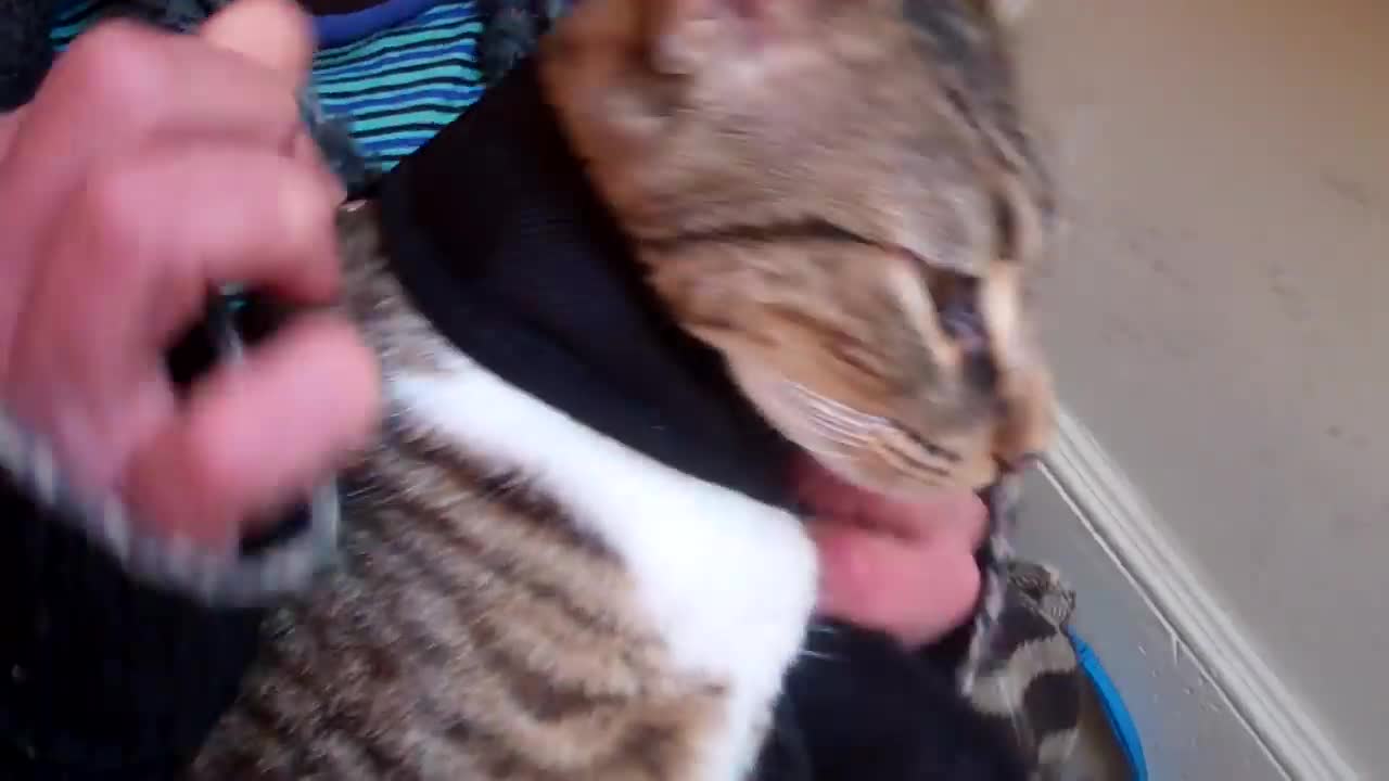 TRAIN YOUR CAT TO WALK ON A LEASH| CAT TRAINING 101