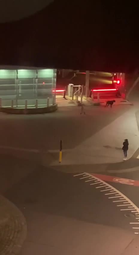 Great Dane and inertia once in motion stay in motion 😂